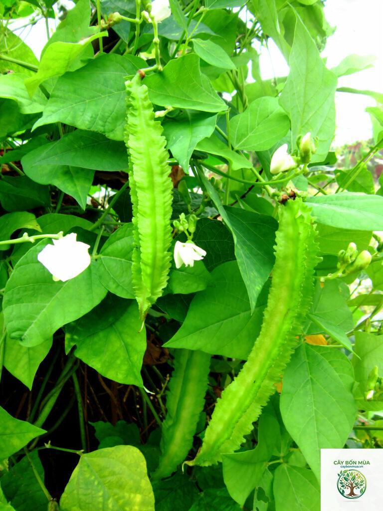 cây đậu rồng