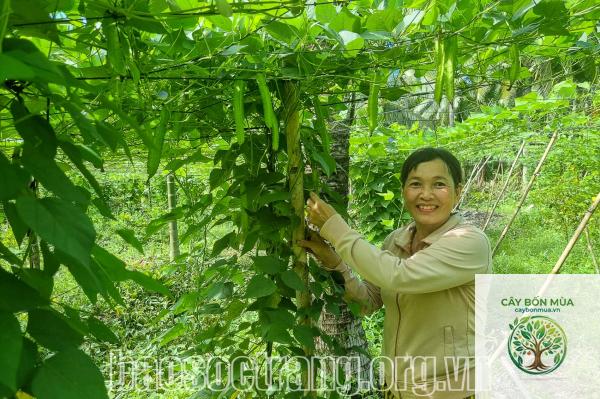 cây đậu rồng rừng - Image 2