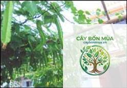 cây đậu rồng rừng - Image 3