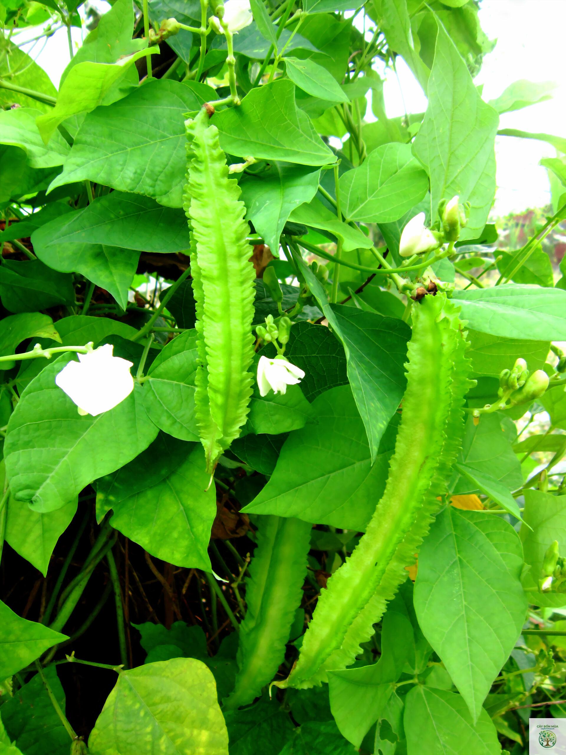 cây đậu rồng - Image 1