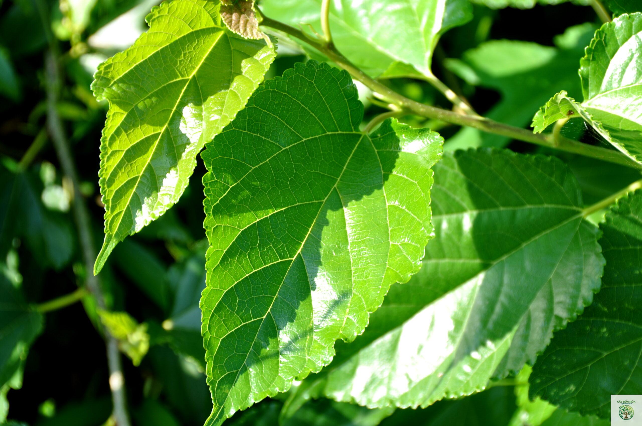 cây dâu tằm Đài Loan - Image 3