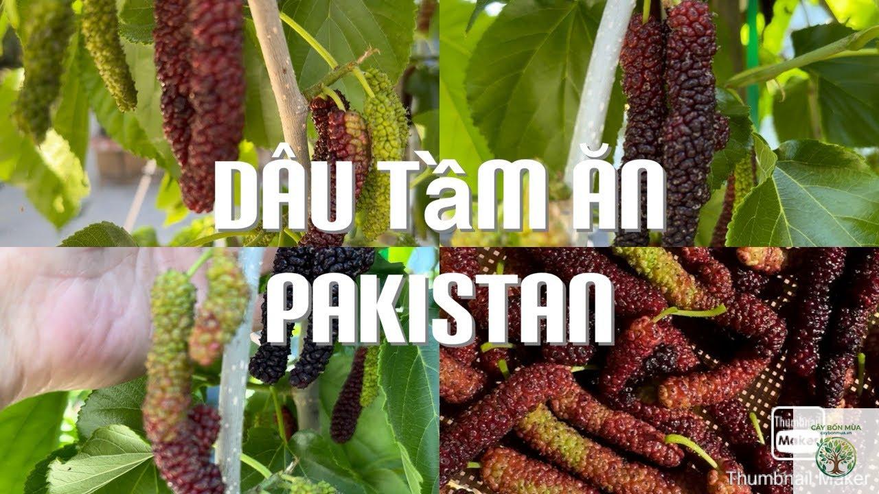 cây dâu tằm Pakistan - Image 2