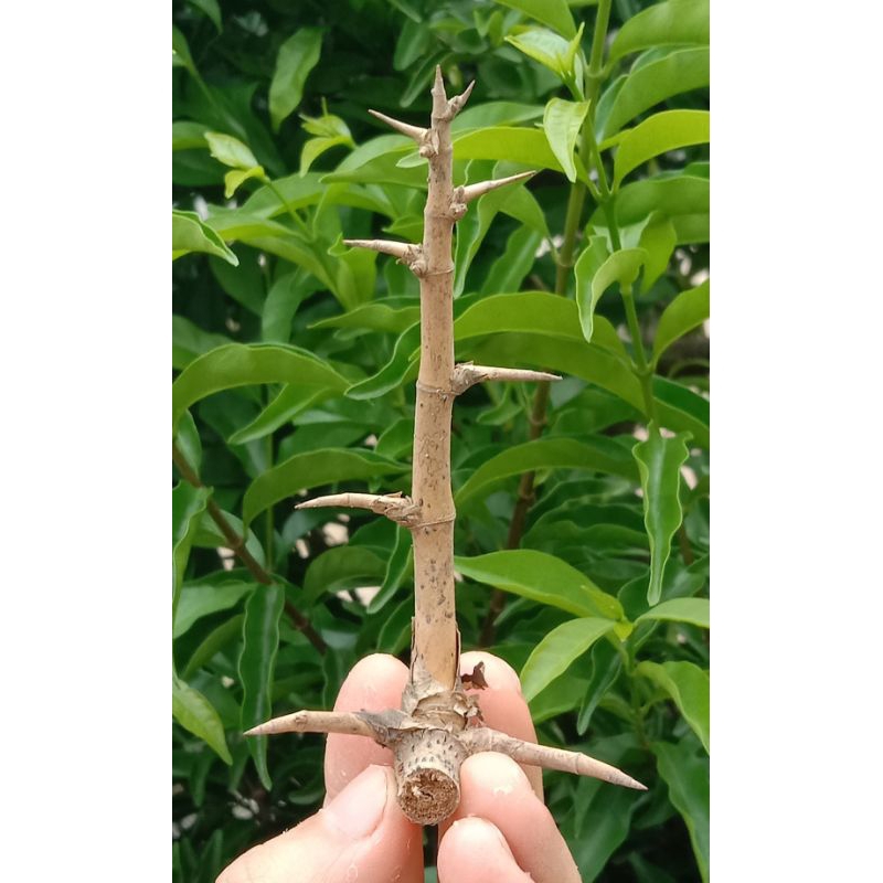 cây dâu tằm gai - Image 4