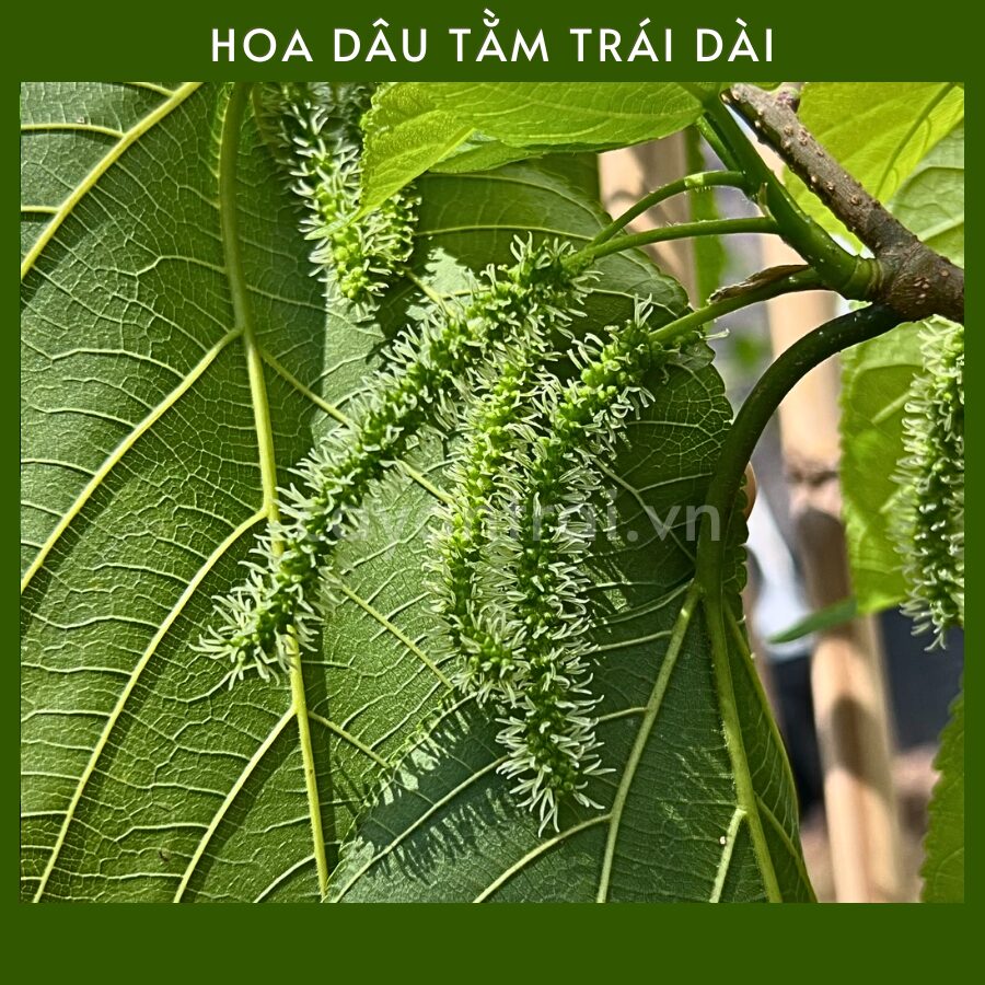 cây dâu tằm lá dài - Image 2