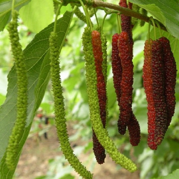 cây dâu tằm lá dài - Image 3