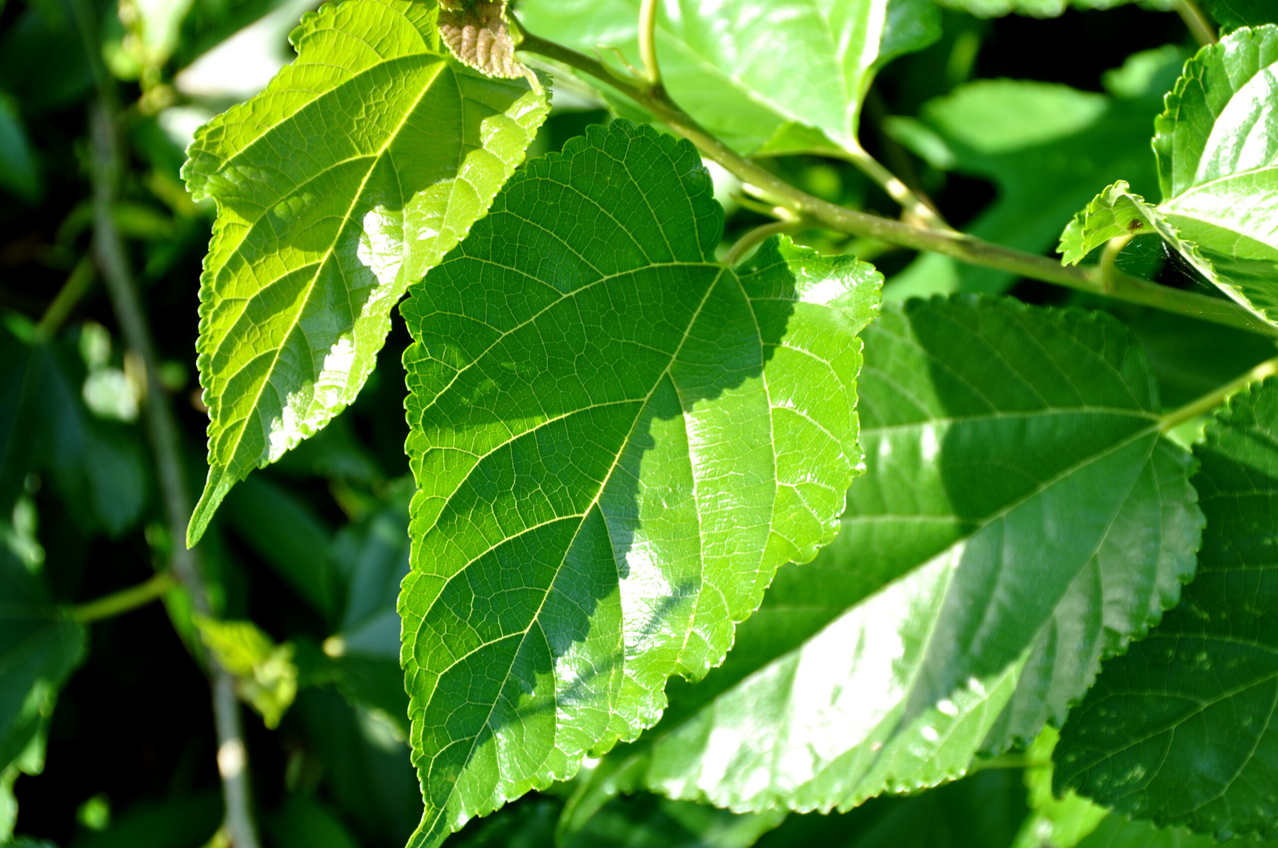 cây dâu tằm lá dài - Image 1