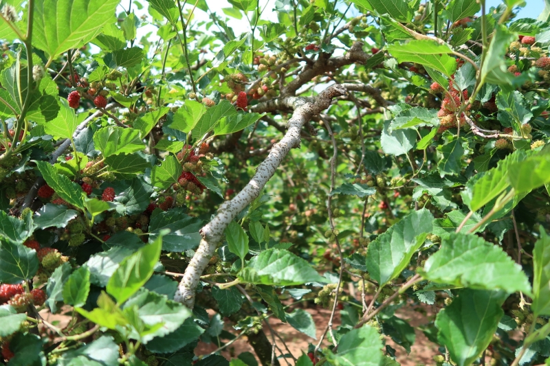 cây dâu tằm lá tròn - Image 2