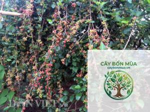 cây dâu tằm rừng