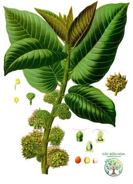 cây dâu tằm rừng - Image 3