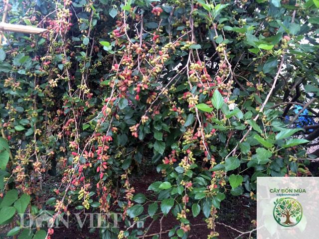 cây dâu tằm rừng