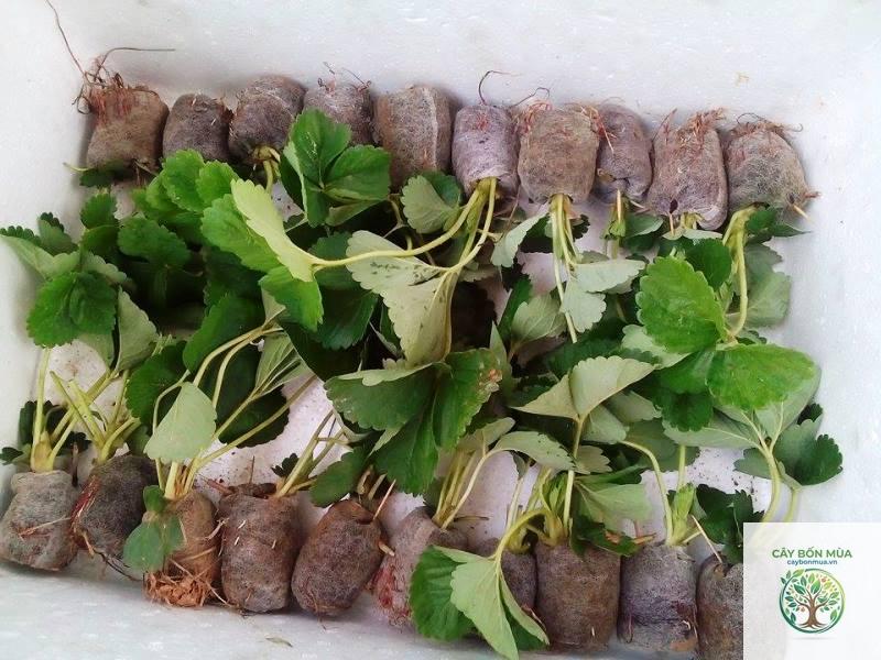 cây dâu tây Mỹ - Image 2