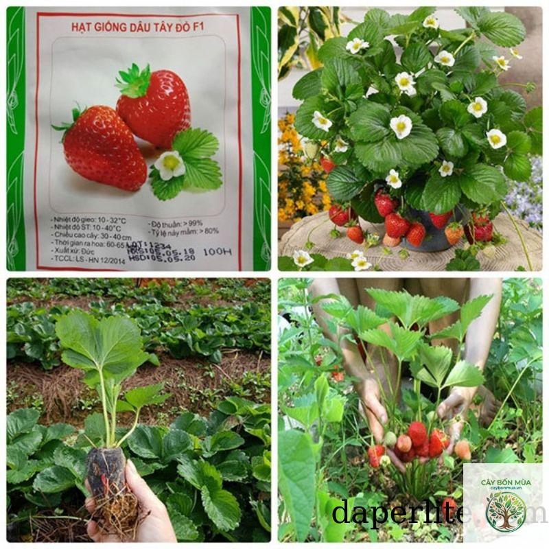 cây dâu tây chịu nhiệt - Image 4