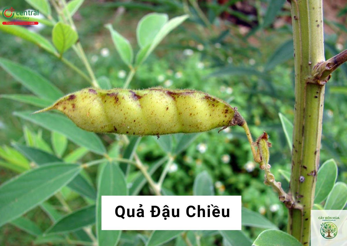 cây đậu thiều - Image 5