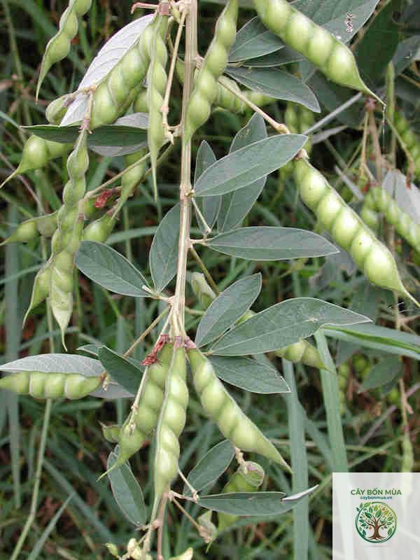 cây đậu thiều