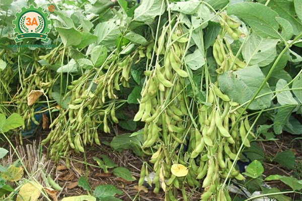 cây đậu tương - Image 2