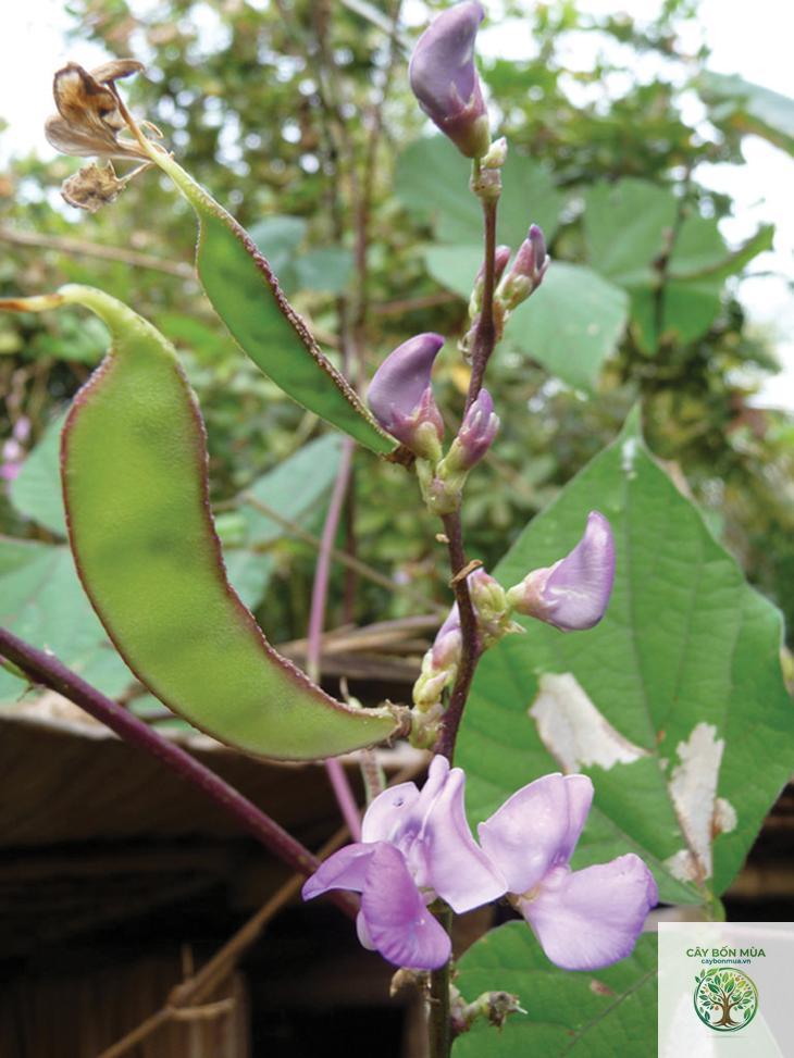 cây đậu ván trắng