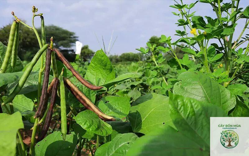 cây đậu xanh - Image 3