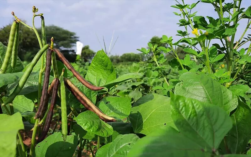 cây đậu xanh - Image 3