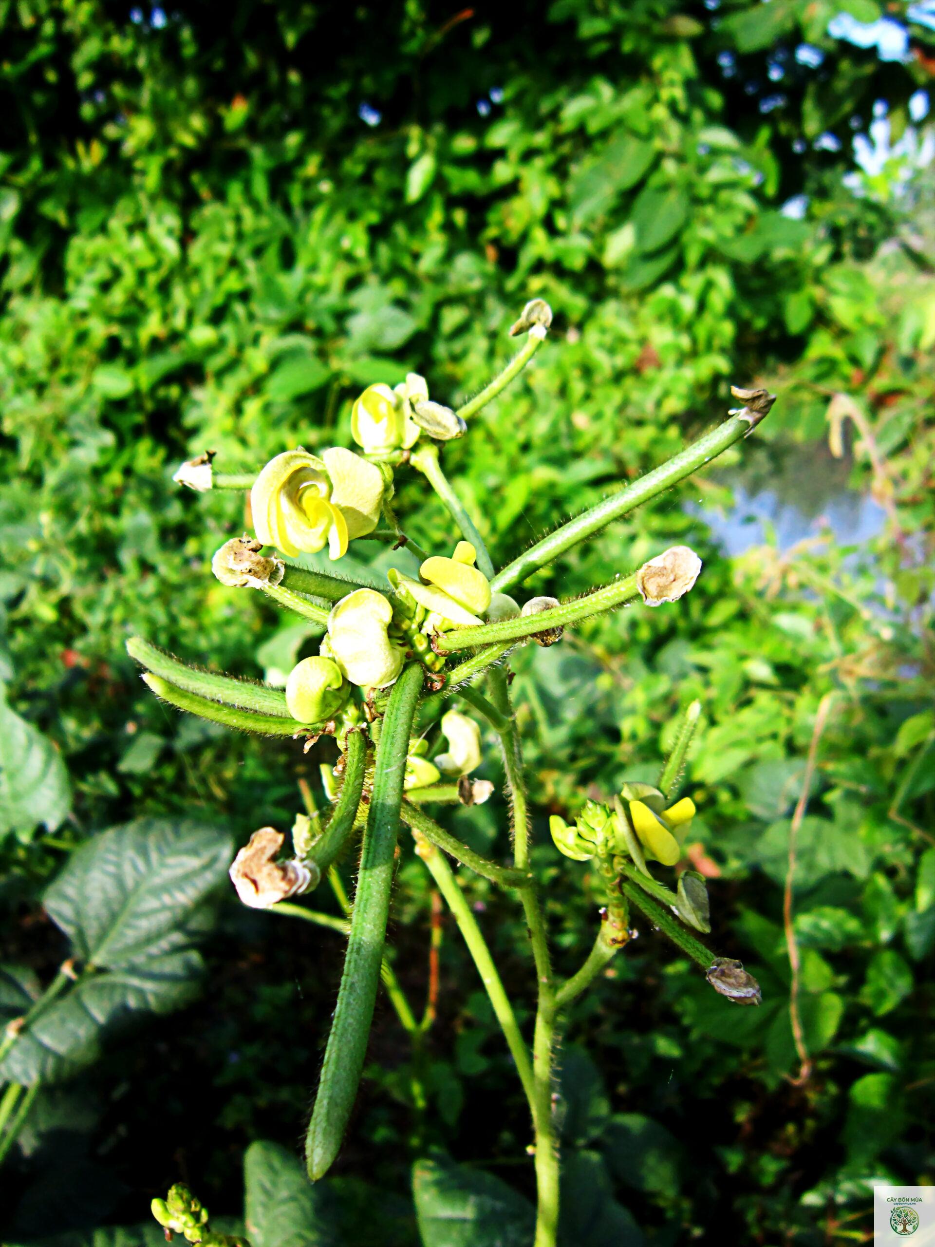 cây đậu xanh - Image 1