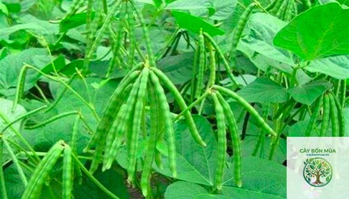 cây đậu xanh rừng