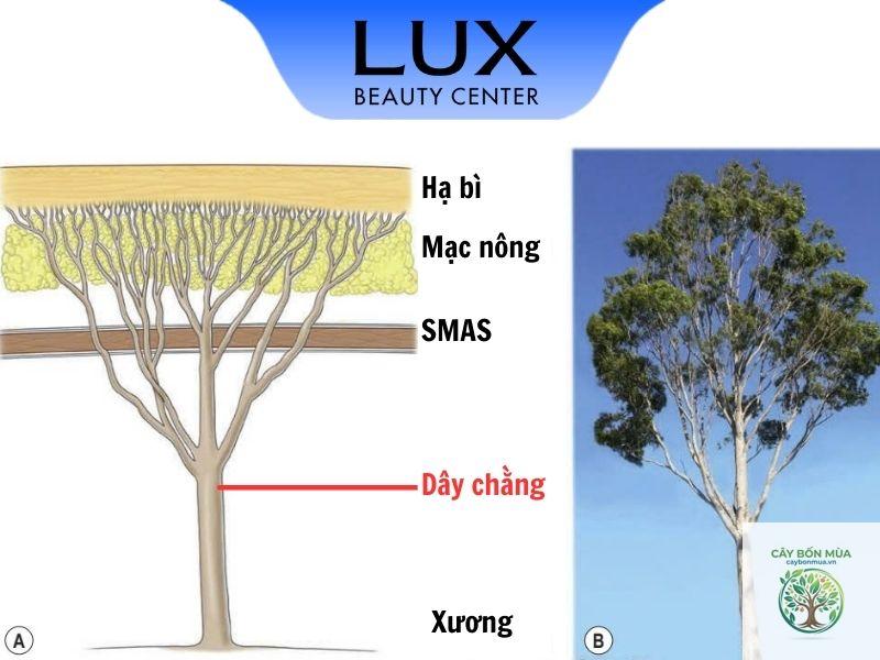 cây dây chằng - Image 2