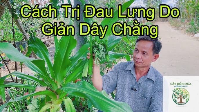 cây dây chằng - Image 4