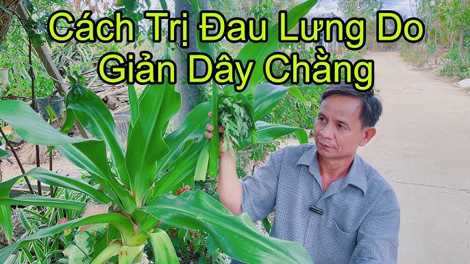 cây dây chằng - Image 4