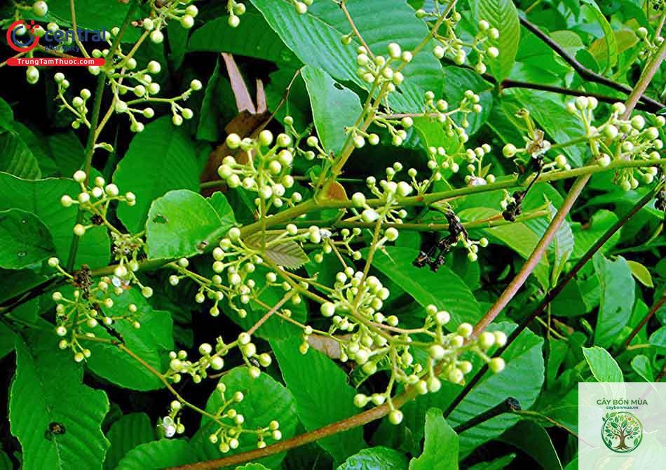 cây dây chiều