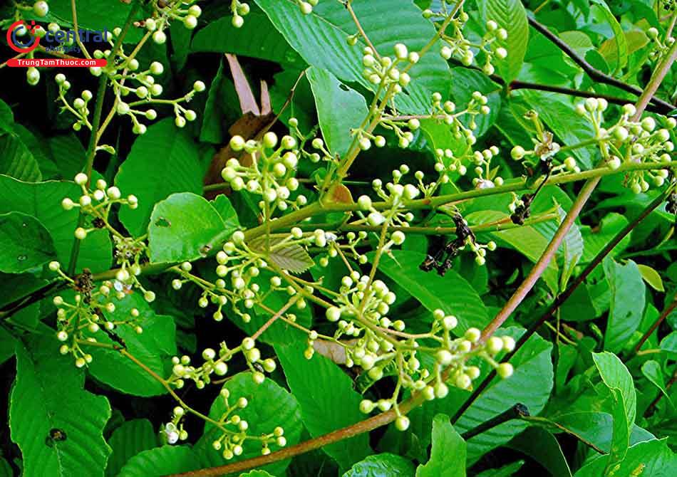 cây dây chiều