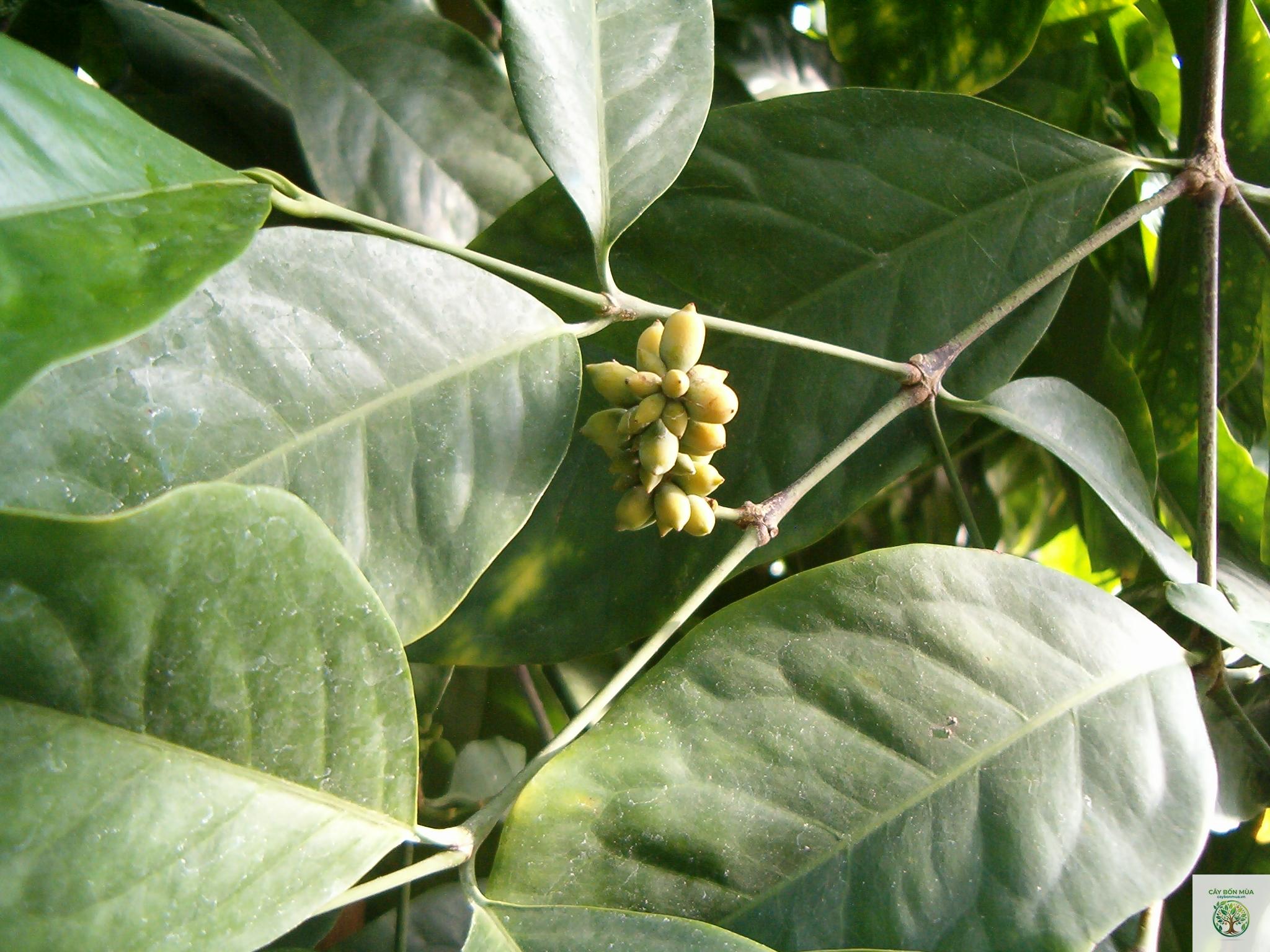 cây dây gắm - Image 3