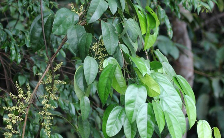 cây dây hoàng đằng - Image 2