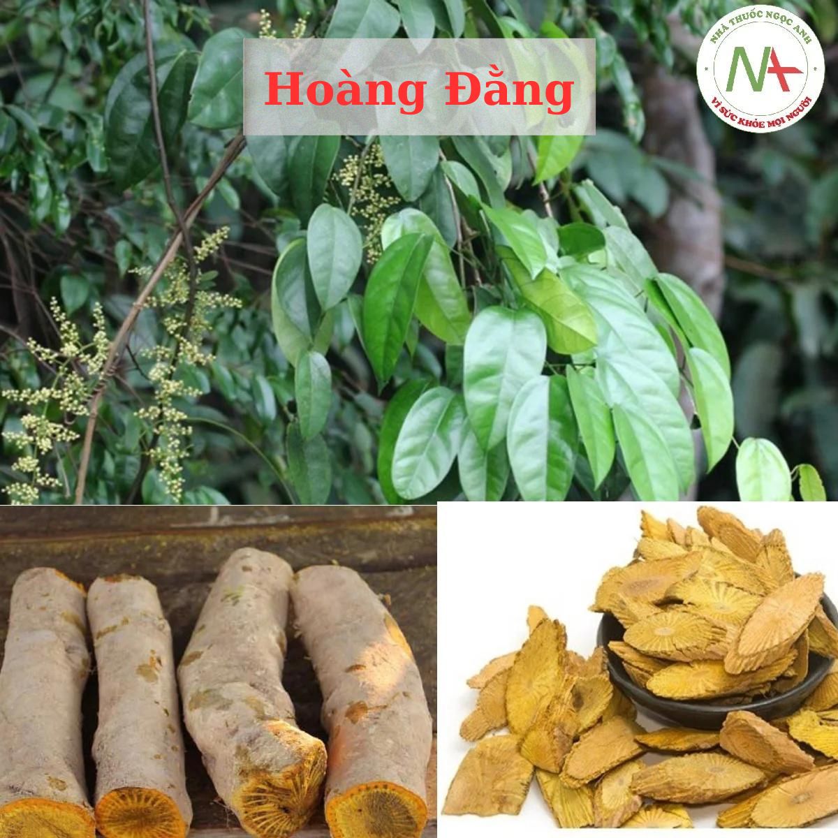 cây dây hoàng đằng - Image 3