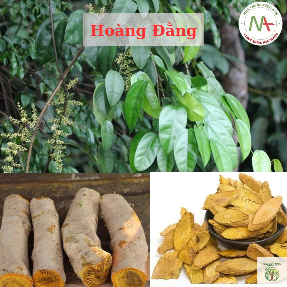 cây dây hoàng đằng - Image 5