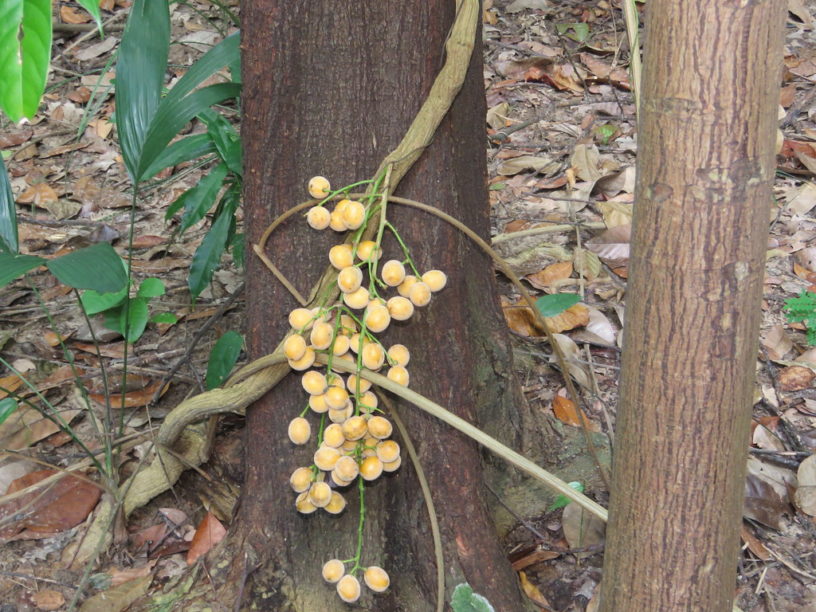 cây dây hoàng đằng - Image 4