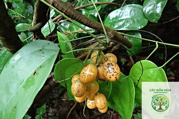 cây dây hoàng đằng