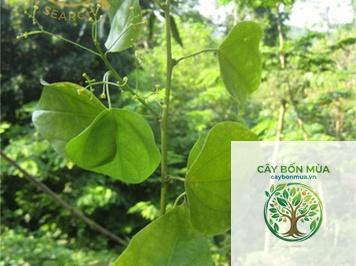 cây dây hương - Image 2