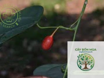 cây dây hương - Image 4