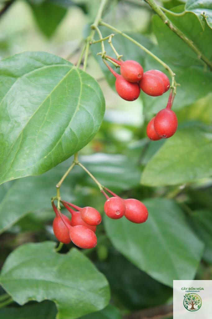 cây dây hương