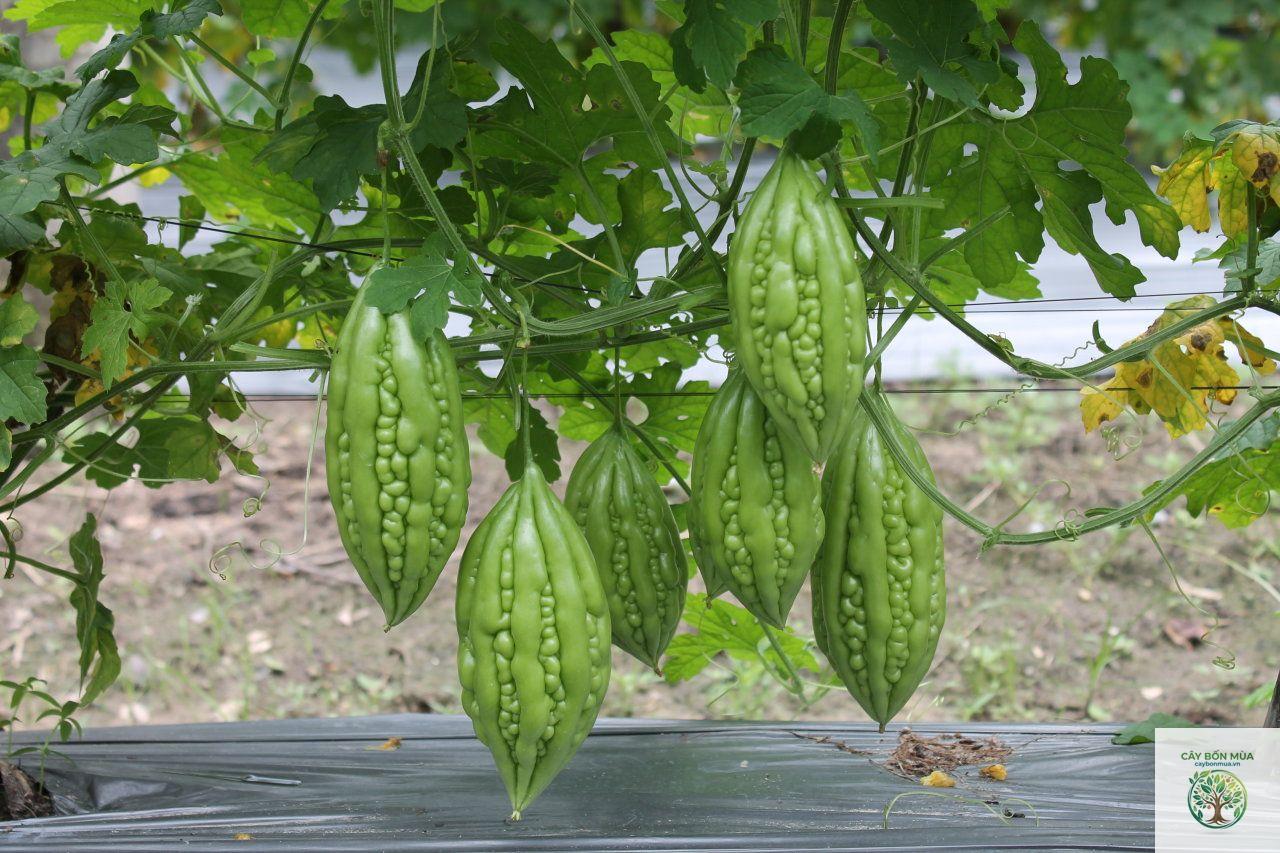 cây dây khổ qua - Image 3