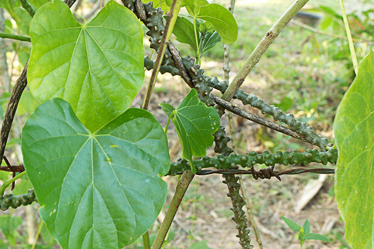 cây dây ký ninh