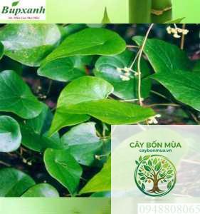 cây dây mối
