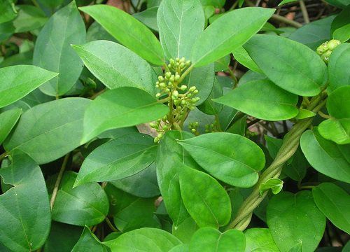 cây dây thìa canh - Image 2