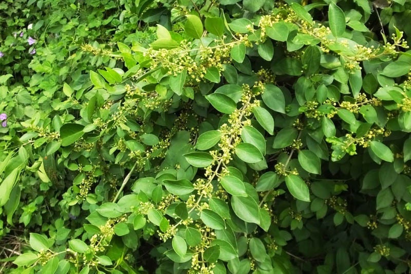 cây dây thìa canh - Image 3