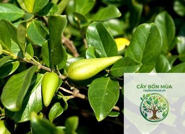 cây dây thìa canh - Image 5