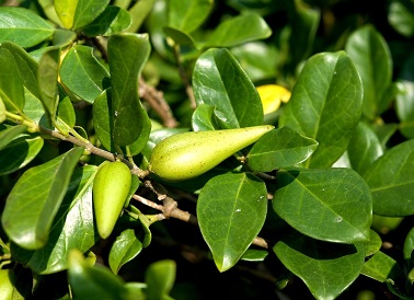 cây dây thìa canh - Image 5