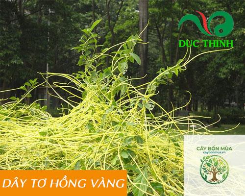 cây dây tơ hồng - Image 4