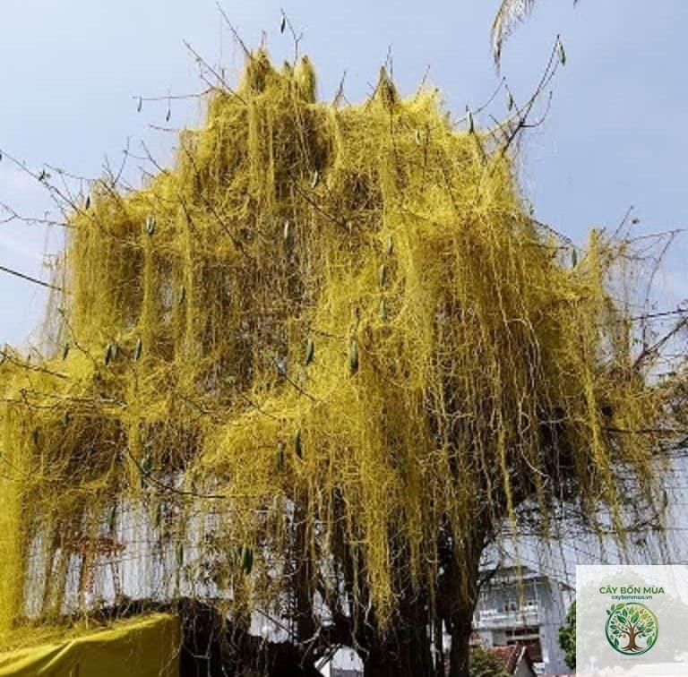 cây dây tơ vàng - Image 2