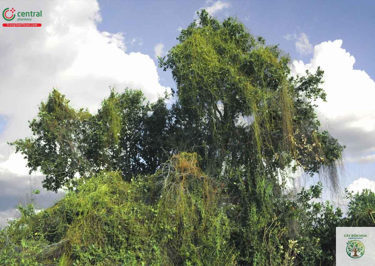 cây dây tơ xanh - Image 3