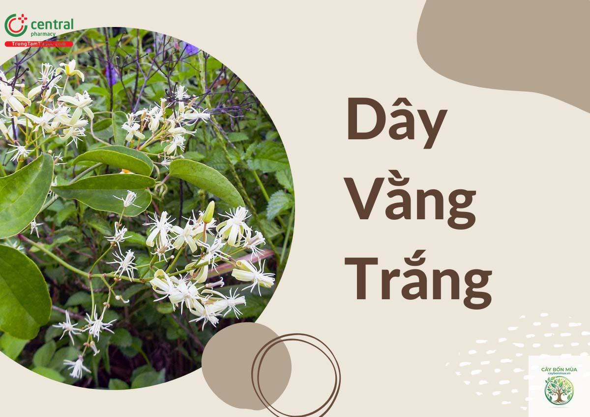cây dây vằng - Image 4