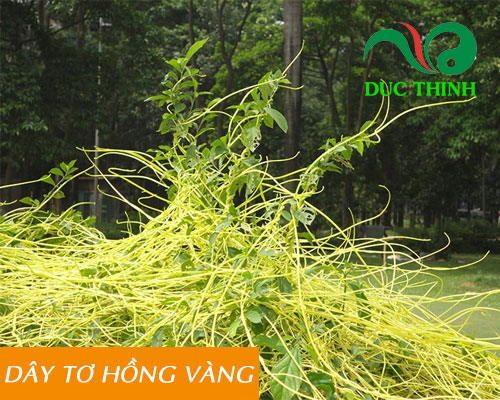 cây dây vàng - Image 4